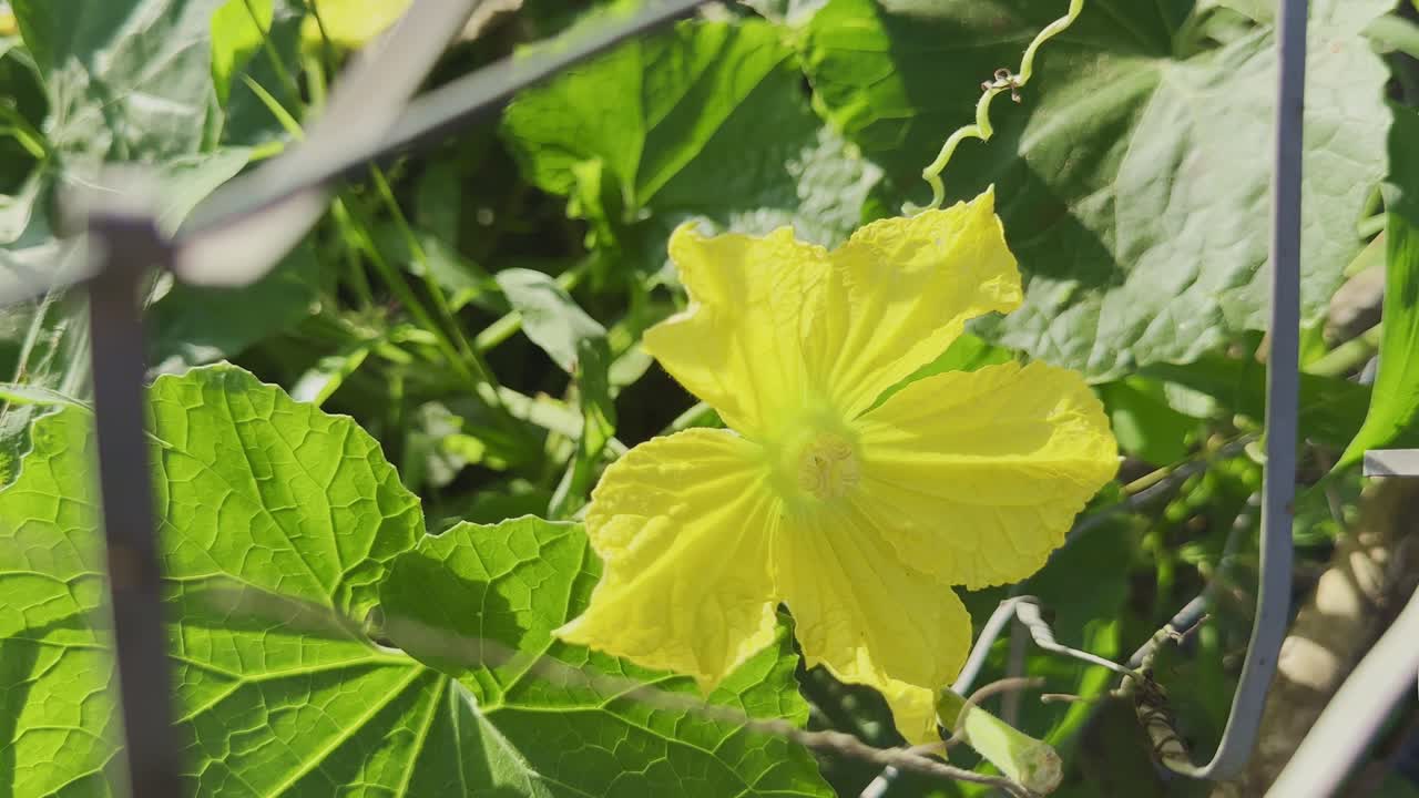 Close-up of Luffa aegyptiaca (sponge gourd) flower glowing in bright sunlight among green leaves, showcasing the beauty of the Cucurbitaceae vine and its natural garden growth