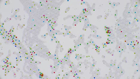 a vibrant view of microscopic organisms reveals various shapes and colors. tiny life forms interact within their environment, showcasing biological diversity at a cellular level.