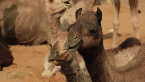 Camels-at-the-Pushkar-Fair,-also-called-the-Pushkar-Camel-Fair-or-locally-as-Kartik-Mela-is-an-annual-multi-day-livestock-fair-and-cultural-held-in-the-town-of-Pushkar-Rajasthan,-India.