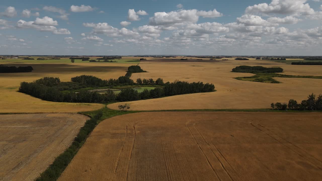 Large crops of golden brown wheat out in the rural countryside on a sunny blue sky day