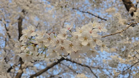 Zarte-Weiße-Sakura-Blüten,-Die-Von-Einer-Sanften-Brise-Im-Park-Bei-Sonnenuntergang-In-Seoul-Verweht-Werden