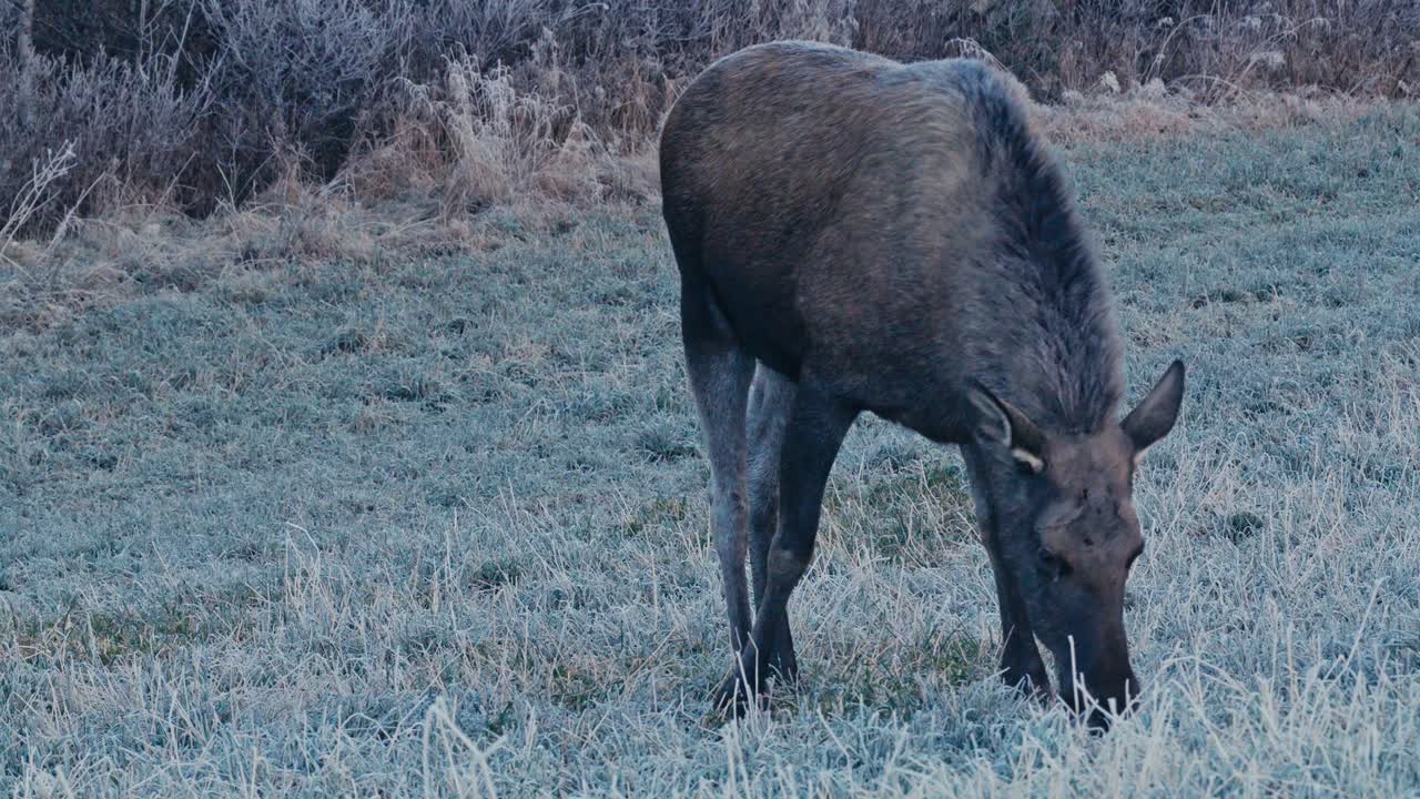 Un singolo alce pascola sull'erba brinata lungo il margine di un bosco fitto - Primo piano