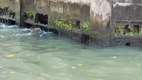 lagarto monitor nadando a través de las aguas del canal en bangkok, tailandia