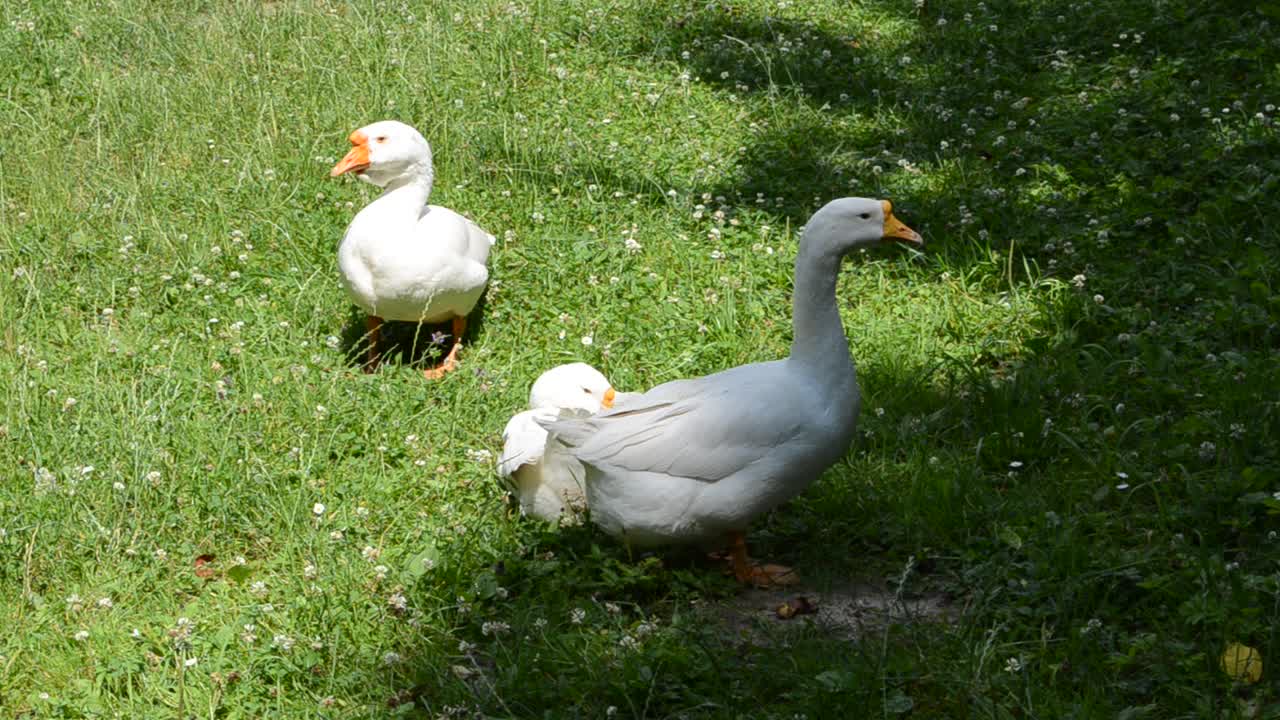 Gansos en un césped. Mascotas, filmación en verano.