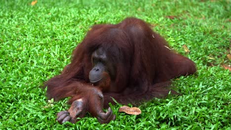 Critically-endangered-wildlife-species,-great-ape-native-to-Southeast-Asia,-a-female-borneon-orangutan,-pongo-pygmaeus-resting-on-the-ground