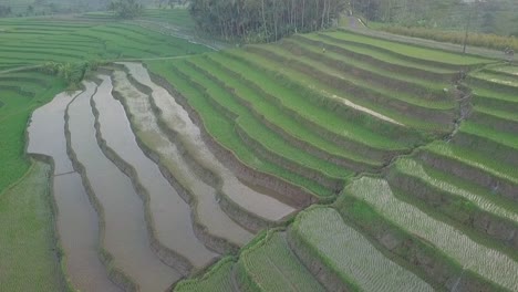 Vista-Aérea-De-Campos-De-Arroz-Inundados-En-Indonesia-Durante-Un-Día-Nublado-En-La-Colina