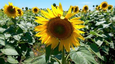 Nahaufnahme-Einer-Griechischen-Sonnenblume-In-Einem-Sonnenblumenfeld