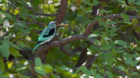 pájaro pescador del bosque comiendo y tragando insectos en la rama del árbol