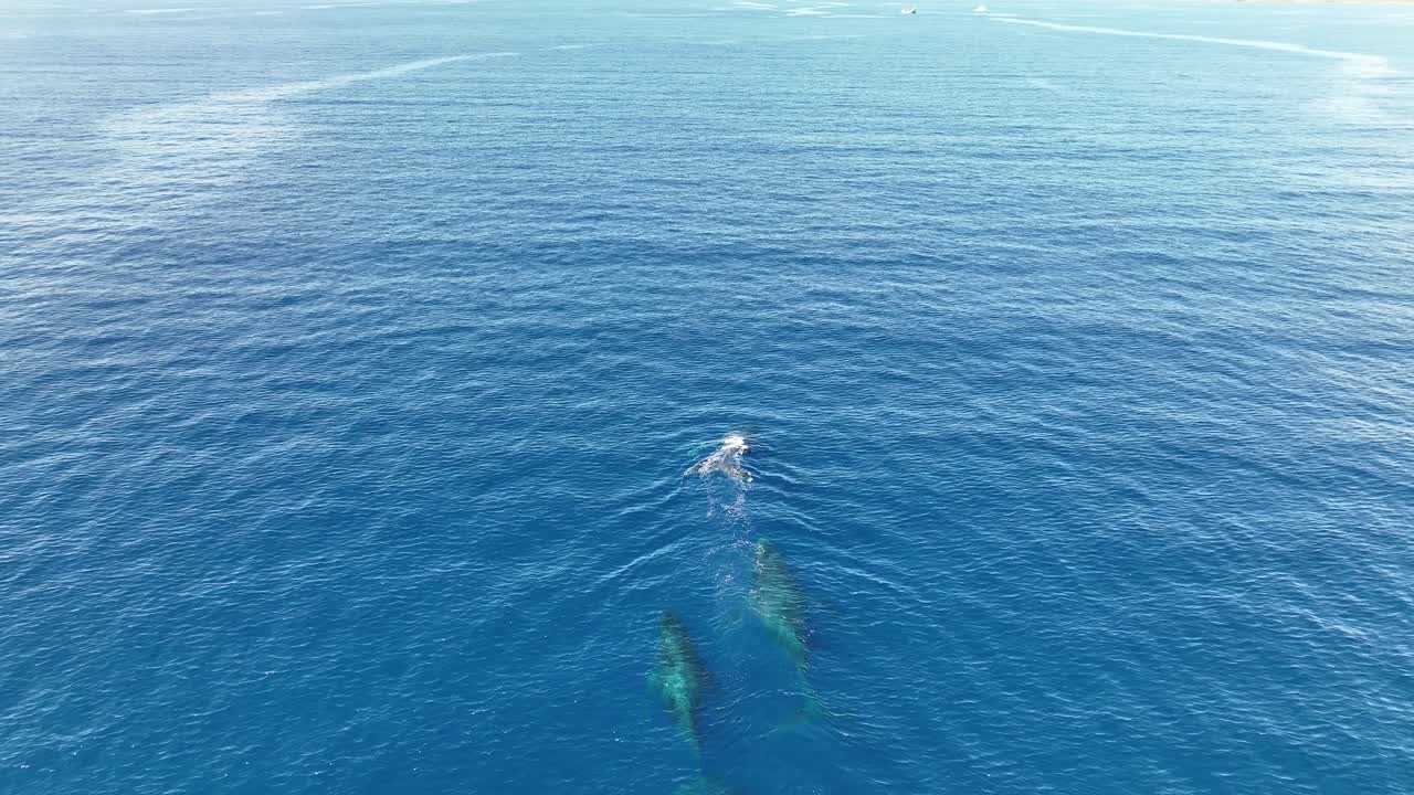 하와이 마우이의 따뜻한 열대 번식지로 이동하는 혹등고래 무리