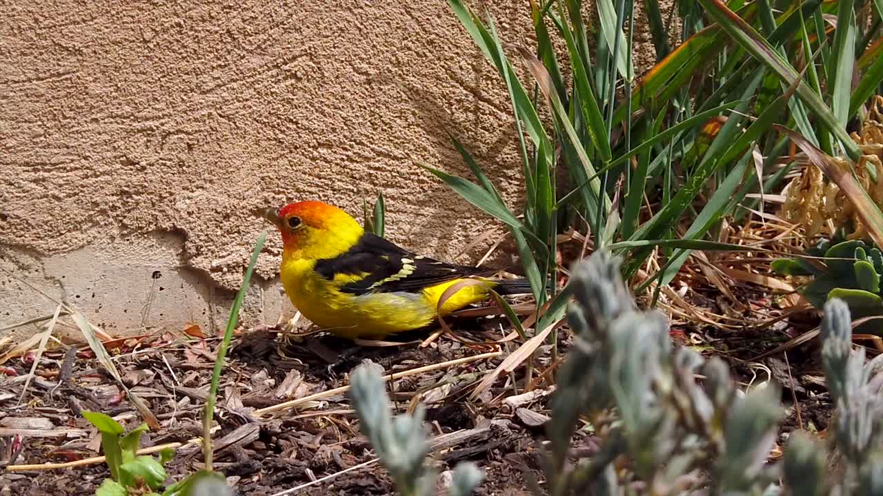 뒤뜰 화단에서 뛰어 다니는 귀여운 작은 서양 tanager 새