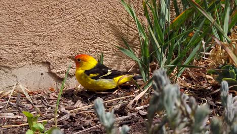 A-cute-little-Western-Tanager-bird-hopping-around-in-a-backyard-flower-bed