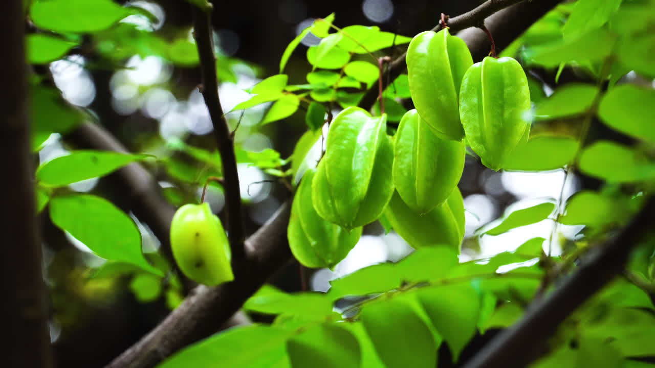 Carambola verde imatura pendurada no galho da árvore.