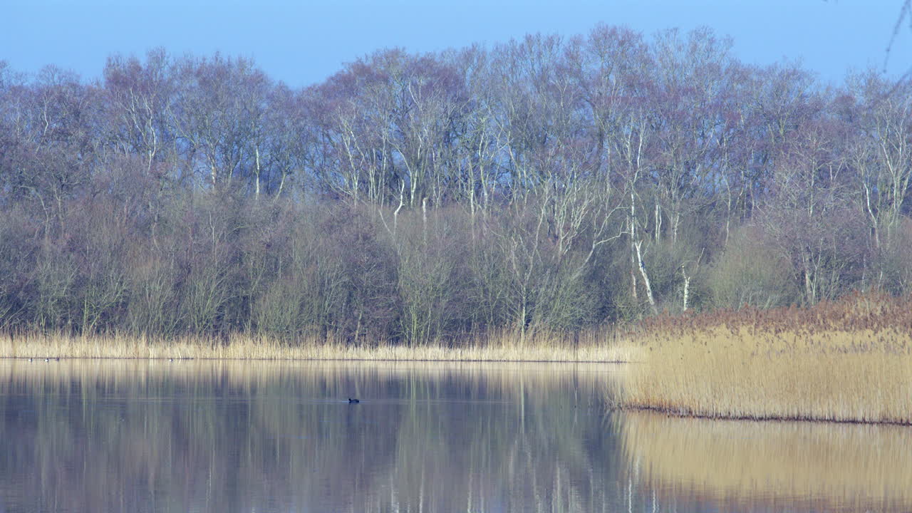 long shot of the woods at the back of Rollesby Broad taken from the A149 at Ormesby St Margaret