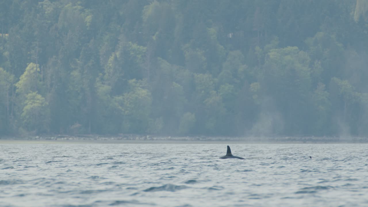 familia de orcas que surgen en el océano, fondo verde de la costa