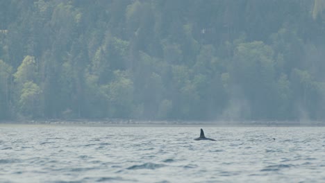 Family-of-Orcas-surfacing-in-the-Ocean,-Green-Shoreline-Background
