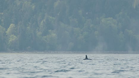 family of orcas surfacing in the ocean, green shoreline background