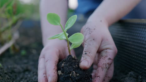 Close-up-slo-mo-of-hands-planting-small-green-plant-in-garden-soil