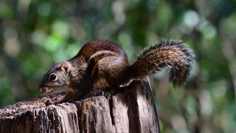 the indochinese ground squirrel is commonly found in thailand just about anywhere it can thrive