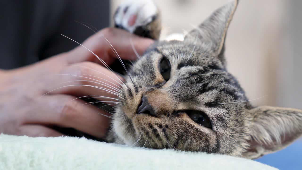 slowmotion shot of a beautiful cat getting scratched whilst falling alseep
