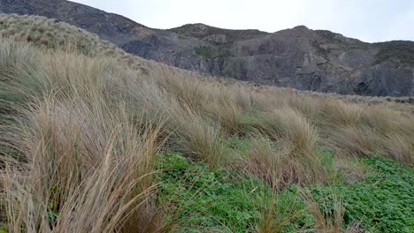 Pastos-Silvestres-Que-Soplan-En-Un-Viento-Racheado-En-El-Accidentado,-Remoto-Y-Montañoso-Paisaje-Costero-De-Wellington,-Nueva-Zelanda-Aotearoa