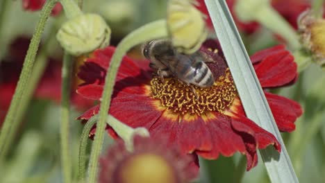 abeja recogiendo polen en una flor roja en un jardín: primer plano