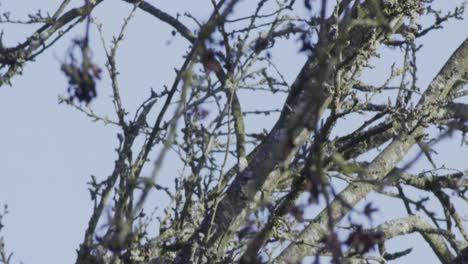 Leafless-branches-of-a-tree-in-winter,-close-up-view