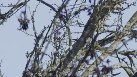 ramas sin hojas de un árbol en invierno, vista de cerca