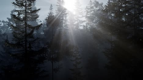 misty nordic forest in early morning with fog