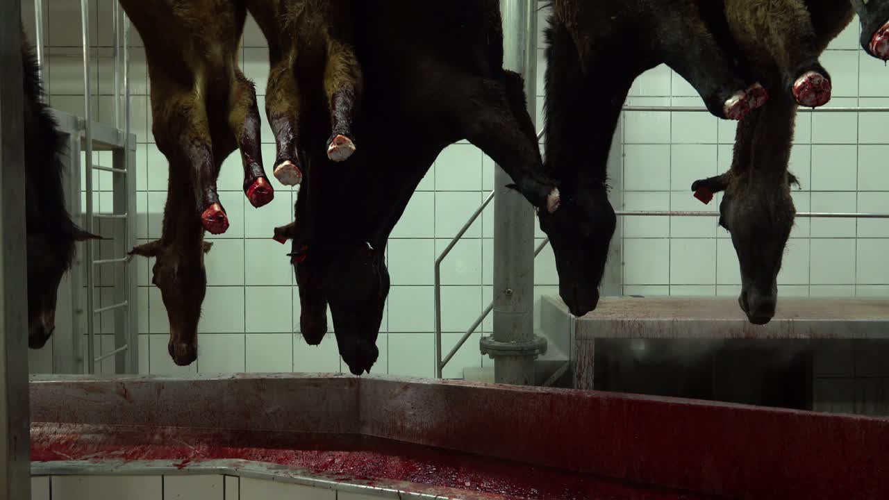 Bleeding horses hanging on cutting chain meat industry