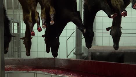 bleeding horses hanging on cutting chain meat industry