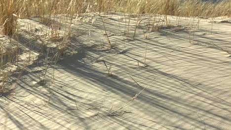 the dunes of the kalahari desert