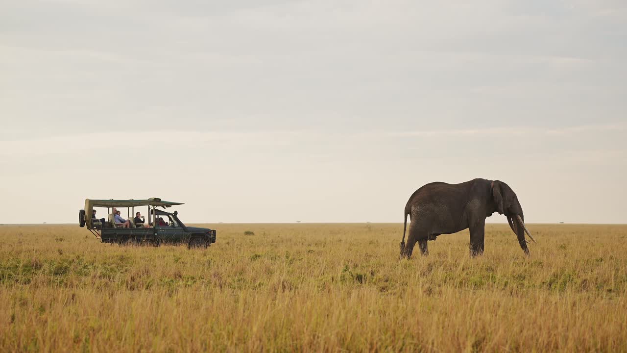 Slow Motion Shot of 4x4 jeep close to large elephant on the horizon watching on safari adventure travel, African Wildlife in Maasai Mara National Reserve, Kenya, Africa Animals in Masai Mara