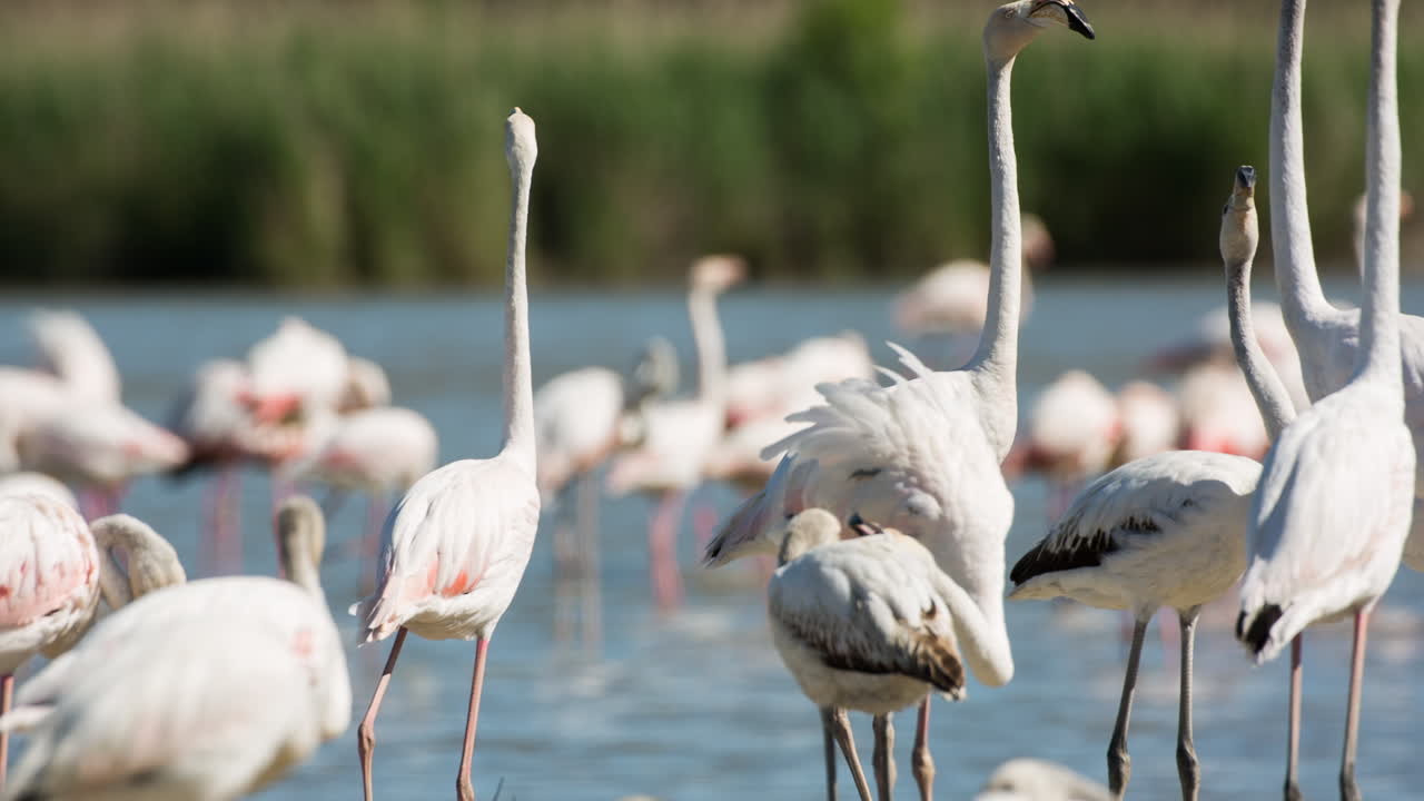 flamingos in shallow delta water in winter