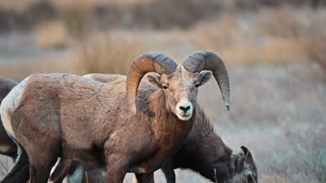 Arid-Beauty:-Bighorn-Sheep-Roaming-Near-Kamloops