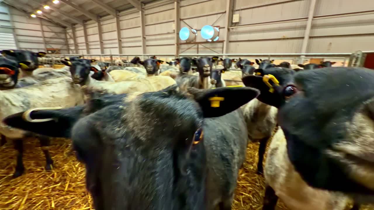 Schafe im Stall, auf Stroh, ruhige Stimmung, modernes Bauernhof-Interieur
