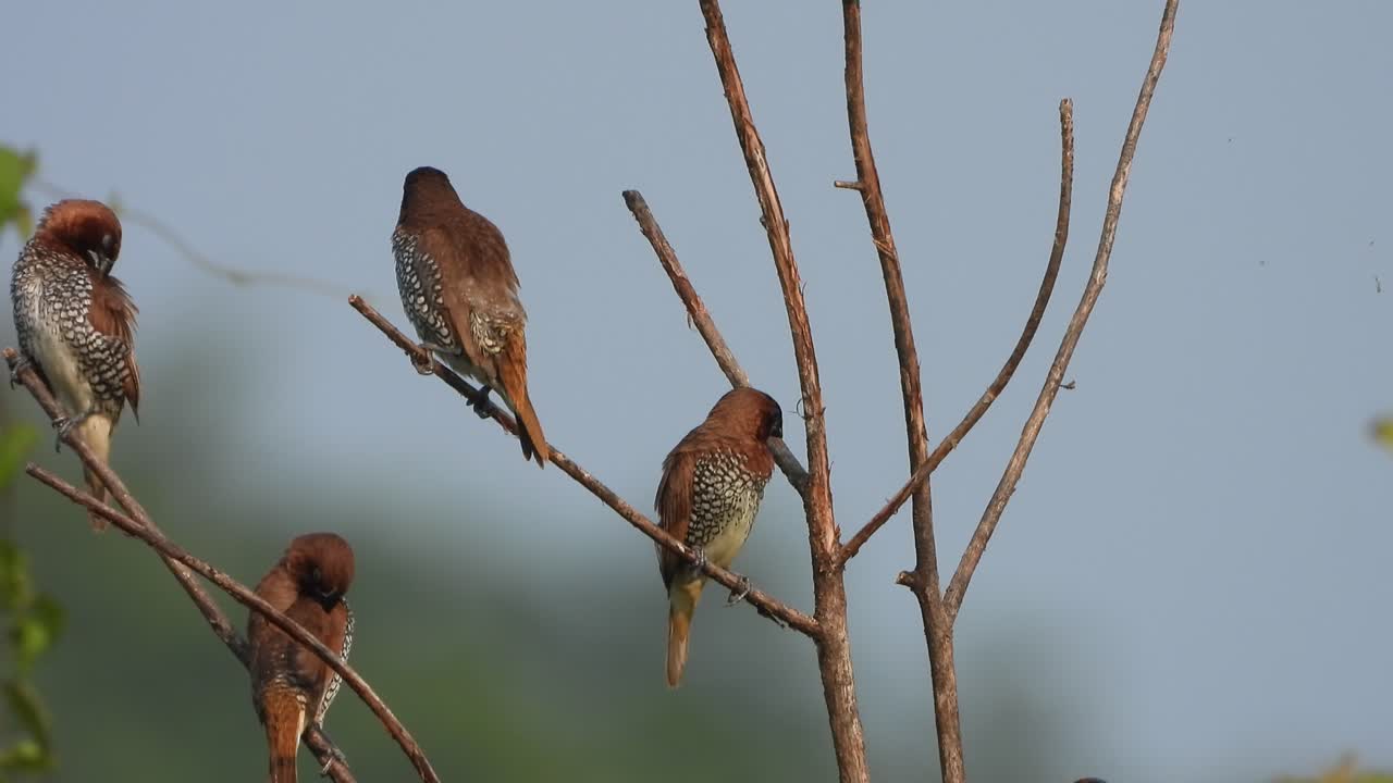 munias de pecho escamoso en árbol -cielo-relajante