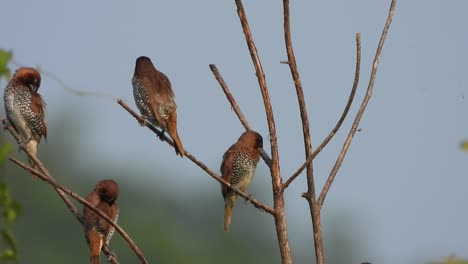 Schuppig--breasted-Munias-In-Tree--sky-entspannend