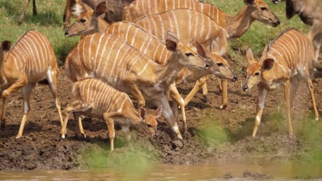 Skittish-female-Nyala-Antelope-herd-with-baby-are-alert-while-drinking