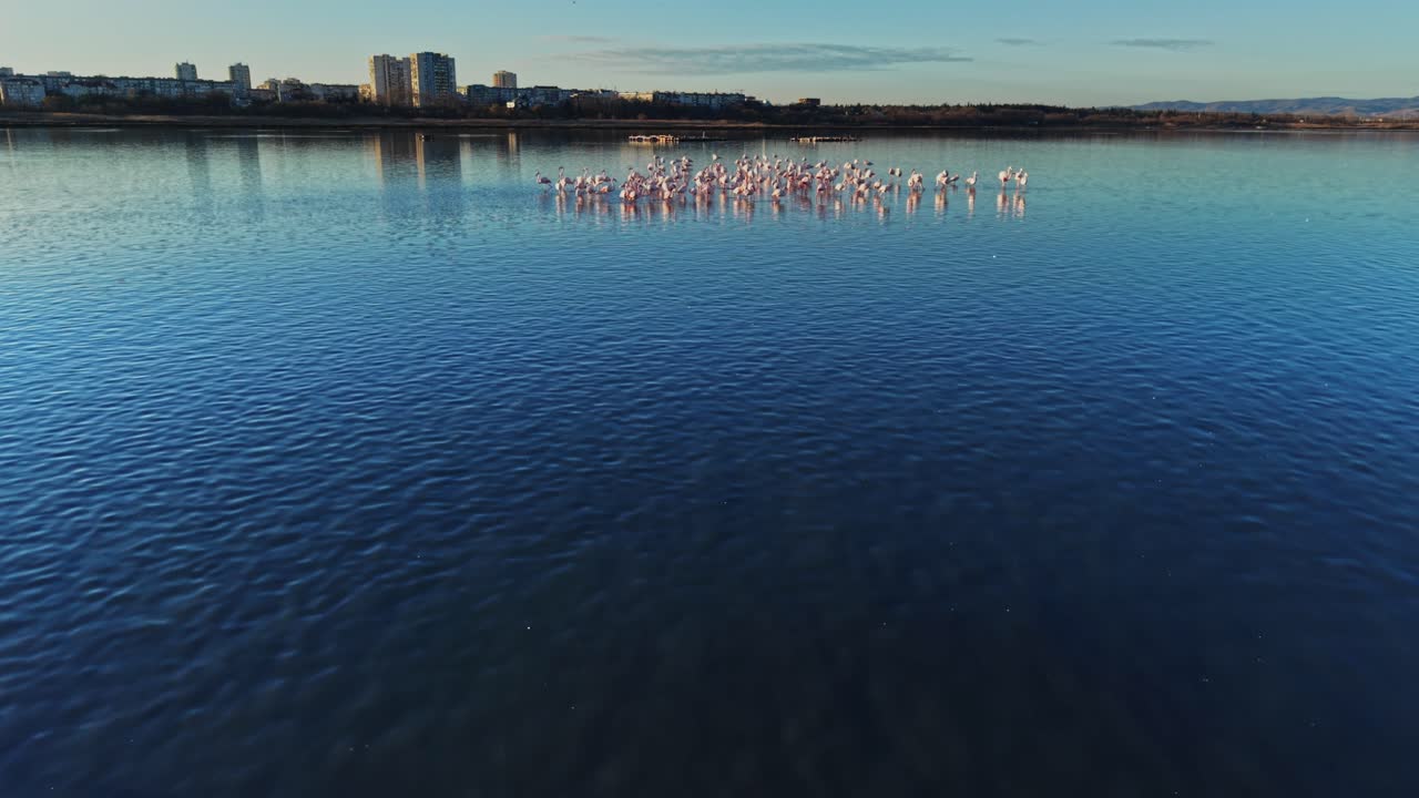 Flamingos gather in the water near a city at sunset