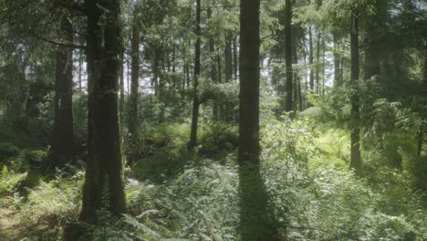 morning light filtering through trees in british forest 4k shot on the sony a7siii + ronin rs 3