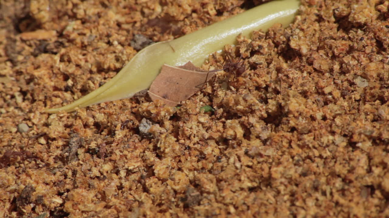 Extreme close-up of red ants on dirt by the Darien Gap in Capurgana, Colombia