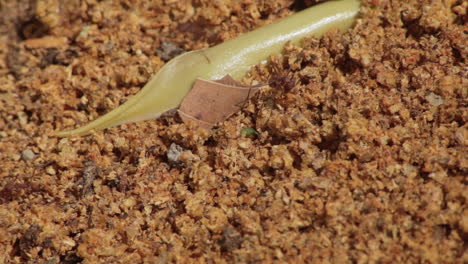 extreme close-up of red ants on dirt by the darien gap in capurgana, colombia