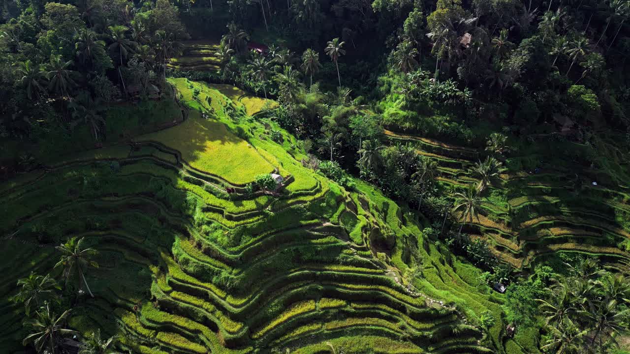 Golden morning sunlight shines over Bali Tegallalang Rice Terrace, showcasing lush green patterns and scenic tropical beauty in this breathtaking aerial drone video.