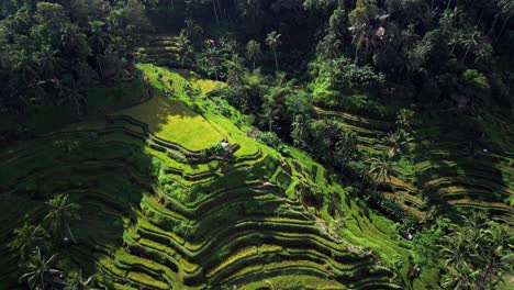 golden morning sunlight shines over bali tegallalang rice terrace, showcasing lush green patterns and scenic tropical beauty in this breathtaking aerial drone video.