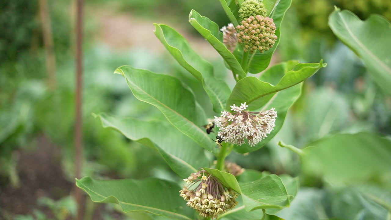 Slow motion (240 fps) macro of two bumble bees interacting on vibrant milkweed flowers in a sunlit garden. Blurred bokeh background, intricate floral details, and natural lighting enhance the scene.