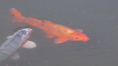 colorful koi fish glide through water