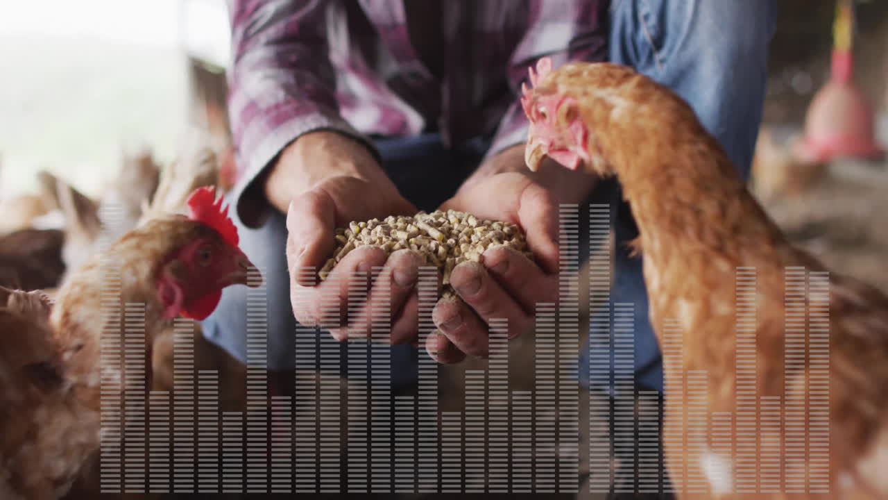 Person feeding chickens with grain, sound wave animation overlaying scene