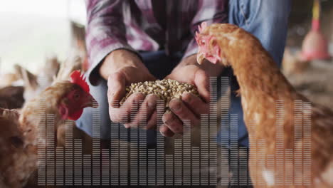 person feeding chickens with grain, sound wave animation overlaying scene