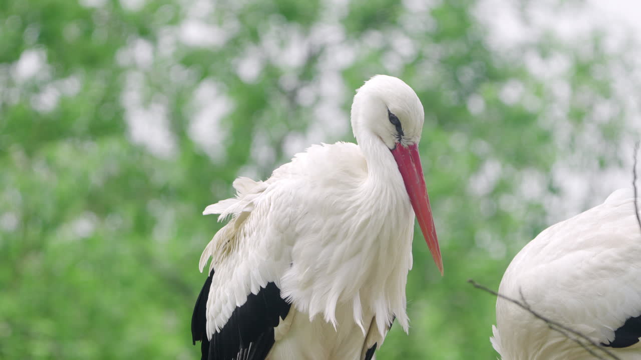 dos pájaros de cigüeña blanca occidental en un nido