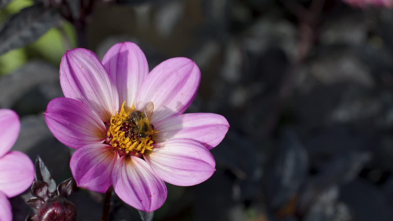 Common carder bee collects nectar and pollen from pink dahlia flower, macro, natural daylight